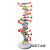 定制DNA双螺旋结构模型大号高中分子结构模型60cmJ33306脱氧核苷 DNA双螺旋结构模型(60cm高)