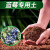 姒桀蓝莓专用土专用营养土专用肥料中国农大研发专利营养土 3L小陶粒