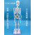 85cm人体骨骼模型骨架人体模型 成人小骷髅教学模型 脊椎全身模型 A款45CM人体骨骼（无神经）