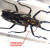 妙普乐昆虫标本真虫 蛇鸟动物骨骼标本 真实树 巨型中华扁锹甲