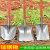 探福（TANFU）(桔色加厚尖铲+1.2米槐木柄)全钢钢锹木柄锹农用铁锹锰钢铁铲工具机床备件P1178