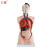 仁模RM-201男性躯干模型19件85CM身体模型解剖模型医学教具内脏可拆