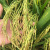 xywlkj连州特产农家自种2023年冬米连山无抛光大米晚稻米丝苗米500g 农家油沾米1斤装