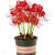 拓塞彼岸花球曼陀罗曼珠沙华花庭院盆栽石蒜花 8个球 红色+8个花盆  1-2CM