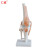 仁模RM-111自然大膝关节模型膝关节模型可弯曲十字韧带半月板教学模型礼品1比1