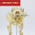 宠物骨科器械 狗骨骼标本模型 动物狗猫犬 教学骨架骨头 骨骼模型 小号狗骨架60X20X30CM