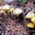 橙伯乐黄蘑菇干菌散装小黄油蘑500克 250g