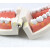 人体牙齿刷牙示范模型 自然大护理牙模型 牙齿 早教 1：1口腔模型 1：1口腔模型