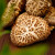 寿乡农场香菇花菇干货蘑菇农家菌菇 南北干货广西特产 花菇200克/袋