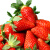 蒙乐果蒙乐果山东章姬草莓 奶油草莓 约重2斤40颗左右时令 新鲜水果