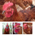 鸡嘴卡环 防啄鸡嘴环罩镜的替代品 笼养蛋鸡啄肛镜 野鸡用500枚60天-4个月用D
