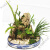 德国品质林假山石盆景植物上水缸生态缸水陆缸吸水造景微苔藓景观 袖珍椰子 5棵