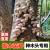 椴木香菇菌种栽培种植可食用木耳平菇打孔器电钻头段木头专用蘑菇 灵芝木头种-1袋【可种300斤木头】