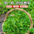 临雅薄荷盆栽可食用新鲜迷迭香水培绿植物好养驱蚊室内 罗马12cm