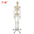 沪模 HM/0101H 全身175cm人体骨骼模型 成人骨架脊柱骷髅可拆卸教学教具