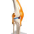 沪教（HUJIAO） 膝关节模型 人体关节骨骼骨科附韧带医学结构教学 HJ-XGJMX  蓝色二月半