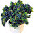 玩冒（WMO）蓝莓树苗庭院地栽四季果苗原土发货当年结果果树苗耐寒易栽好成活 布里吉塔 3年小苗 明年结果