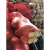 网袋装大蒜洋葱加密网眼编织袋鸡鸭包装袋南瓜土豆网兜工业品 橘红色加密加厚45x75(承重约40斤 2000整包