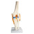 沪教（HUJIAO） 膝关节模型 人体关节骨骼骨科附韧带医学结构教学 HJ-XGJMX  蓝色二月半