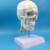 勋狸粑 成人一比一医学仿真人体头骨模型头颅骨解剖数字编码标识骷髅标本 B1款：骨缝线头骨带颈椎