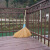 定制竹扫把农村老式竹丝扫帚笤帚户外庭院环卫通用大扫把扫院子 芦花扫把 长1.1米宽55厘米