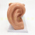 大耳模型人耳解剖模型内耳朵结构造听觉耳鼻喉科展示教学模型 3倍放大耳朵2部件