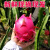 【现发】红火龙果红心白心应季新鲜水果价5斤一箱装 带箱2斤小小果 (4-6个装)鸡蛋大