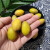 嵘嵘潮汕特产甜种青橄榄水果当季新鲜采摘孕妇特产三捻礼盒 纳种500g