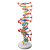 DNA双螺旋结构模型大号高中分子结构模型60cmJ33306脱氧核苷酸链碱基对遗传基因染色体双链生物 DNA模型拼装材料