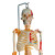 沪教（HUJIAO）人体骨骼模型 85cm软挂 脊柱神经椎间盘医学模型 半身写色+半身韧带 85cm 