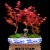 瀚林怡景红枫盆景植物老桩室内客厅桌面盆栽办公室绿植耐寒观叶日本红舞姬 红枫-枫林晚丘（大盆3棵）-木座