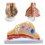 樵牧人 胸部解剖模型 静止期哺乳期女性病变乳腺结构乳房医学教具 乳房病变模型 静止期解剖乳房（半边） 1个