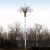户外防水中华灯6米8米10米高市政工程城市道路高杆灯组合灯玉兰灯定制 6米中华灯(11火)