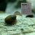 墨之瑶苹果螺观赏螺鱼缸清洁除藻螺草缸工具黄金紫纹神秘螺水族淡水宠物 双喜临门（马来螺6黄金螺2）