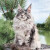 光光爱宠缅因猫幼猫活体长毛猫宠物猫大体巨型森林猫西伯利亚挪威小猫活物 血统级