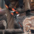 莱普森（LAIPUSEN）油锯园林伐木锯多功能木材切割锯便携式砍树机切割机20寸链锯  9.9KW