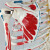 沪教人体骨骼模型附韧带写色起止点 骨架医学模型 带肌肉起止点 标数字半身写色半身韧带 176cm 