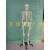 医学骨骼模型170CM人体骨骼模型教学模型 骨架解剖关节教学模型 170CM骨骼（无神经款）
