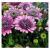 物鲜仙子蓝目菊花苗盆栽 南非万寿菊四季植物庭院花卉室内 重瓣 易爆盆 L- L-13紫白双色
