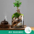 素蜜小叶赤楠九里香生态瓶苔藓创意微景观办公室桌面盆栽青苔造景绿植 悬浮松皮九里香-成品发货-配养 带盆栽好