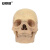 安赛瑞 人体头骨模型 人体原色头骨模型 15部件头颅骨模型可拆卸 美术素描学习1:2骷髅头 601530