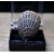天然古生物化石原石头摆件菊石三叶虫海螺牙齿化石科普教学标本 玛瑙扇贝化石(2-2.8cm)
