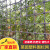 10年用不坏菜园栅栏专用塑料围栏网抗晒抗老化结实耐用防护网 网孔3.5厘米*3.5厘米