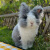 荷兰宠物兔子活物垂耳兔活体折耳短毛小体型侏儒茶杯兔盖脸猫猫兔 灰白道奇盖脸猫猫 一只单身兔