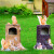 玻璃钢卡通动物垃圾桶景区户外分类果皮箱大号摆件雕塑幼儿园装饰 松鼠垃圾桶一对