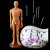 安达通 针灸穴位人体模型 扎针中医 经络刻度全身 彩硬质（35cm男）带数字臂活动 15441