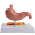 东部工品 人体肠胃模型大肠直肠模型医院校用教学演示器官解剖模具 人体肠胃模型 病理胃模型