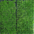 临雅爱尔兰珍珠草苔藓庭院景观绿化草坪植物阳台绿植盆栽宿根地被花卉 爱尔兰绿海岸方盘1盆(40*40)