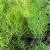 秋颖龟甲龙南非龟甲龙 块根多肉植物爬藤绿植室内净化空气盆栽 修叶发 南非龟甲龙1-1.5cm左右