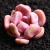 花芊悦多肉婴儿手指小球玫瑰水泡冰玉蓝豆鸡蛋美人多肉植物肉肉绿 财路4厘米 不含盆